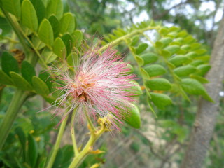 Isolated Monkey pod tree flower (trembesi) natural background