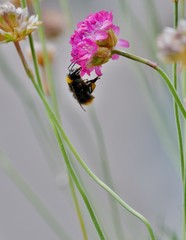 Hummel hängt an rosa Blüte