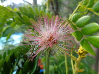 Isolated Monkey pod tree flower (trembesi) natural background
