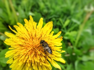 bee on dandelion