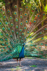 Naklejka na ściany i meble Peacock making his wheel with his beautiful plumage