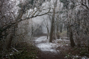 Artistic photo of a  frosty forest with a foggy pathway. Misty landscape with bleached filter