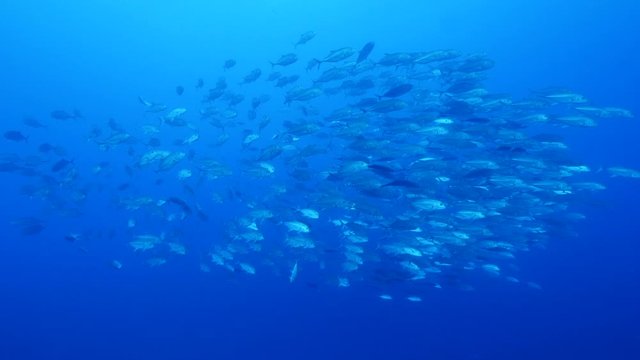 A huge school tropical fish Yellow Jackfish (Caranx latus horse eye jack) in open ocean Indonesia in Bali in wild nature. Slow motion underwater shooting footage on blue background in open sea.