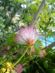 Isolated Monkey pod tree flower (trembesi) natural background