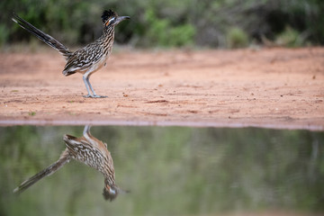 Roadrunner
