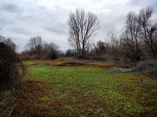 autumn colours in nature ,forest and grass