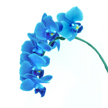 Monochrome image of Phalaenopsis orchid flowers toned in classic blue, color of the year 2020. Square composition, close-up on orchid flowers isolated on white.