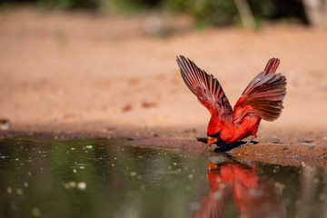 cardinal