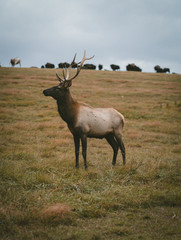 Elk 