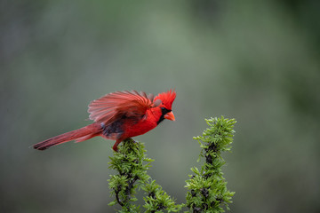 Cardinal on roost