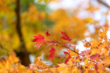 東京都八王子市の紅葉　東京都八王子市　日本
