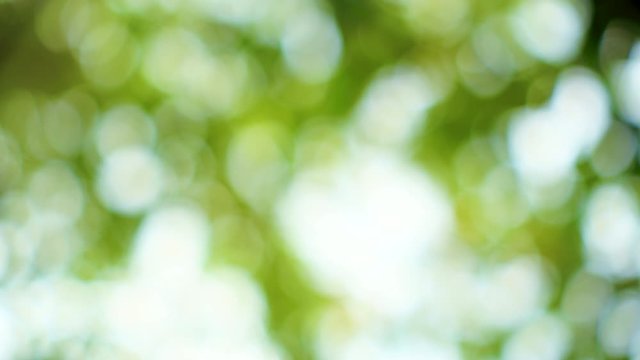 4K video Abstract isolated blurred festive  lights foliage plant leaves shadow swaying in the wind with  and sunlight with bokeh and beautiful nature bokeh sunshine abstract blurred background.