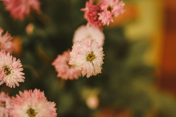 Cottage garden  vibrant flowers close up, macro garden photography, nature image