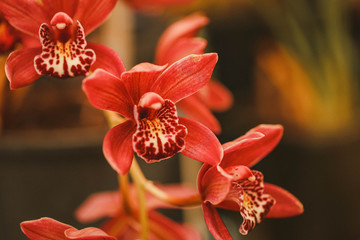 Vibrant red orchids growing in pot in shadehouse fernery