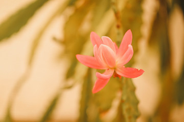 Obraz na płótnie Canvas Gorgeous pink flowers in full bloom in cottage garden. Cactus in bloom. 