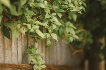 Bougainvillea hedge goring on corrugated iron fence in a country garden