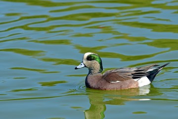 のんびりと泳ぐオスのアメリカヒドリガモ