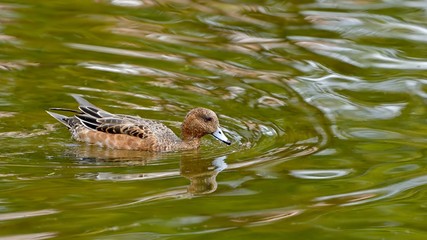 黄葉映す水面をのんびりと泳ぐメスのヒドリガモ