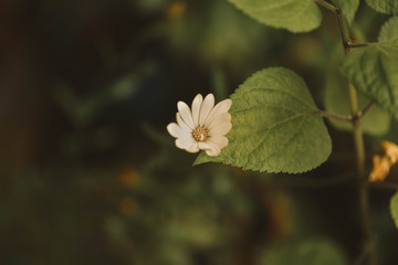 Cottage garden  vibrant flowers close up, macro garden photography, nature image