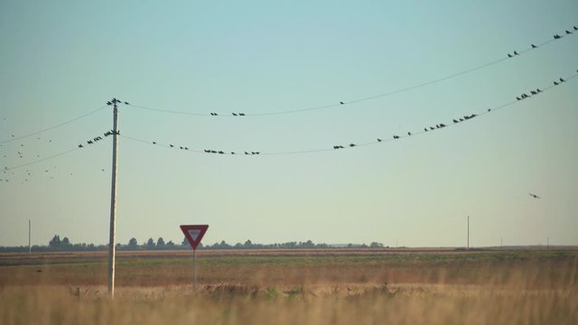 Flock of birds flying and resting on telephone wire and pole. In the countryside of South Dakota, USA