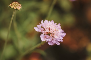 Cottage garden  vibrant flowers close up, macro garden photography, nature image