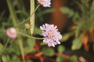 Cottage garden  vibrant flowers close up, macro garden photography, nature image
