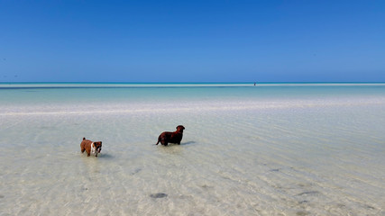 Two dogs play in the Caribbean sea near the beach Holbox island Mexico
