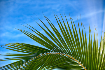 Tropical palm leaves, blurred background. Sunlight on palm leaves at summer. Green  palm leafs 