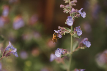 Cottage garden  vibrant flowers close up, macro garden photography, nature image