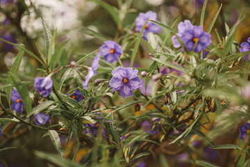 Kangaroo apple australian native plant with purple flowers in cottage garden
