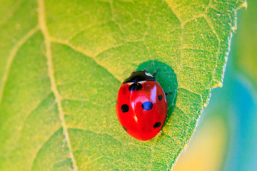Macro of ladybug on a blade of grass
