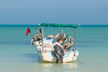 Sunning Pelicans on row boat reflected in calm water at Holbox island Mexico Caribbean sea