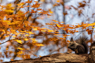 Obraz premium Squirrel