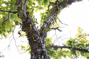 Wild Orchid on the tree truck, southern Thailand