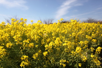 Obraz premium 菜の花畑
