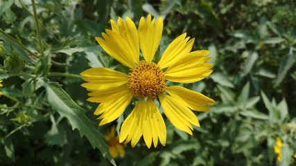 Sunflower from the indian region 