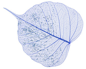 Single skeleton leaf isolated on white background