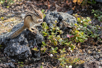 Chipmunk