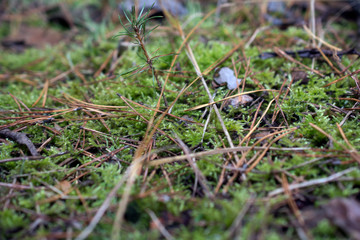 forest moss with a beautiful Christmas tree needles green