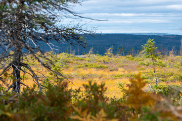 Fototapeta premium Autumn landscape of marsh with trees and a mountain under cloudy skies.