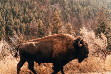 bison in yellowstone © Hamilton