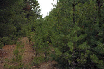 beautiful pine green forest small Christmas trees