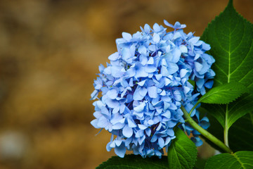 hydrangea closeup