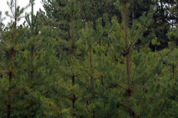 beautiful pine green forest small Christmas trees