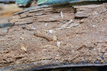 the texture of the decaying wood brown