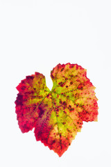 Backlit grape leaf in vibrant autumn colours isolated against a white background.