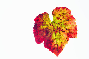 Backlit grape leaf in vibrant autumn colours isolated against a white background.