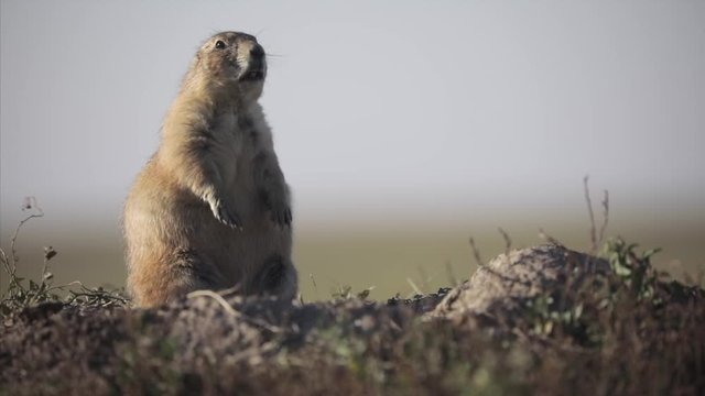 Prairie dogs eating grass in slow motion. They are a herbivorous burrowing rodent native to the grasslands of the USA. Badlands National Park. South Dakota, USA