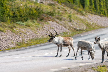 Wildlife portrait of a group of reindeers in the middle of the road in lappland/sweden near arvidsjaur. Santas helper, animal and traveling road trip concept.
