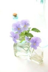 ガラス瓶に挿したビオラ